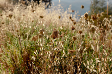 Field with dried wildflowers and plants