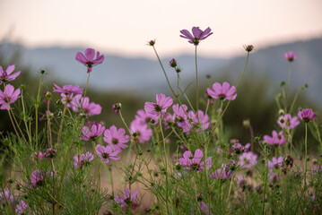 Fototapeta premium flowers in the field