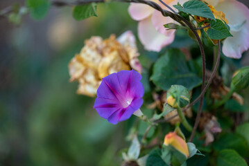 flowers in the garden