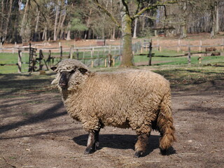ausgewachsenes Shropshire-Schaf