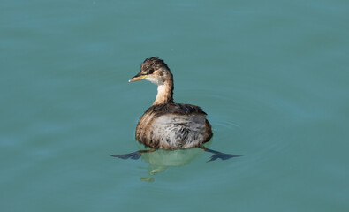 A Little grebe swimming at the Eskibaraj Dam lake in Seyhan, Adana