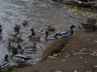 Ducks and drakes on the shore and in the water