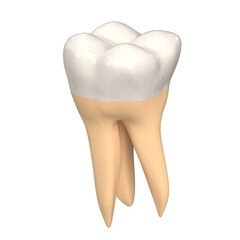3d rendering illustration of a stylized human second molar tooth