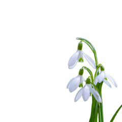 snowdrops isolated on white background
