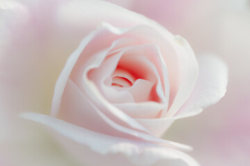 soft focus pink rose