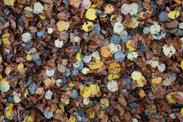 Autumn leaves . Herbstlaub am Waldboden