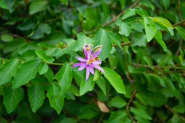 Purple flower blossom in a green bush