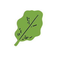 Cartoon Design Element. Hand Drawn Leaf