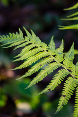 Fern Leaf