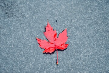 Canadian Maple Leaf