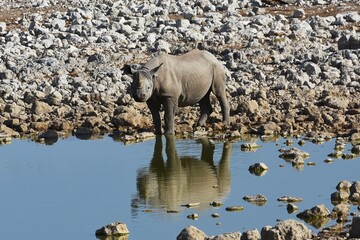 Spitzmaulnashorn (diceros bicornis) am Wasserloch Okaukuejo im Etoscha Nationalpark in Namibia. 