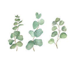 Obraz premium Watercolor composition with eucalyptus. Isolate. Handmade. Raster