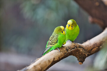 Zoo Leipzig - Zwei grüne Papagei Vögel sitzen auf einem Ast und schauen sich gegenseitig an