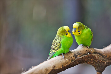 Zoo Leipzig - Zwei grüne Papagei Vögel sitzen auf einem Ast und schauen sich gegenseitig an