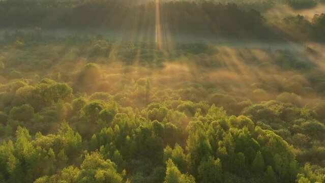 Sunny misty autumn morning over the forest - aerial shot	