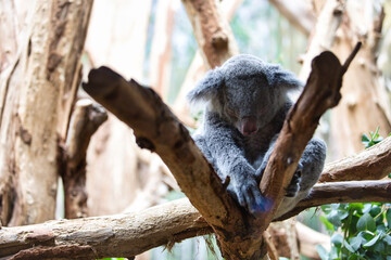 Zoo Leipzig - Koala schläft alleine zwischen Ästen auf einem Baum und schaut runter