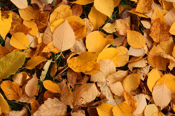 Yellow leaves form a spectacular scene on the ground