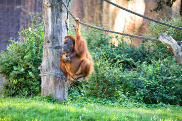 Zoo Leipzig - Orangutan Affe h&auml;ngt am Seil und schaut seitlich in die Kamera