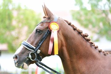 Headshot portrait close up of an award winner chestnut