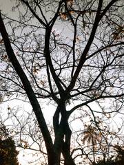 A cozy autumn landscape. Autumn leaves with backlight in a park.  Fall mock up. Negative space.