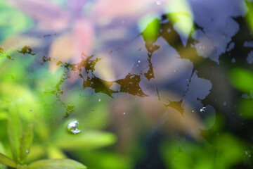 Kahmhaut - Bakterien / &Ouml;lfilm auf der Wasseroberfl&auml;che eines Aquariums