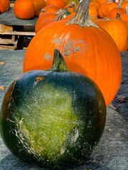 Colourful Pumpkins and Gourds on display for Harvest during Autumn Fall