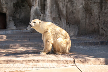 oso polar desnutrido en cautiverio en zoologico