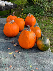 Colourful Pumpkins and Gourds on display for Harvest during Autumn Fall