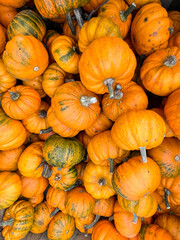 Colourful Pumpkins and Gourds on display for Harvest during Autumn Fall