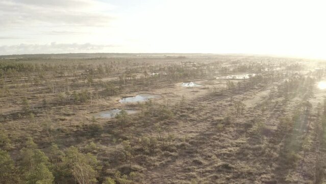 Kemeri swamps drone flies on the trail
