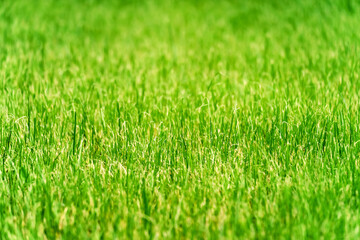 Fototapeta na wymiar Small grass with yellow tips. Background with selective focus. Closeup.