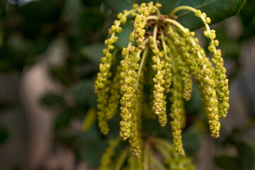 Amento, flor de la encina. Fondo vegetal. Bosque mediterráneo. 