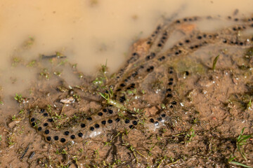 embriones de rana dentro del huevo depositados sobre una charca 