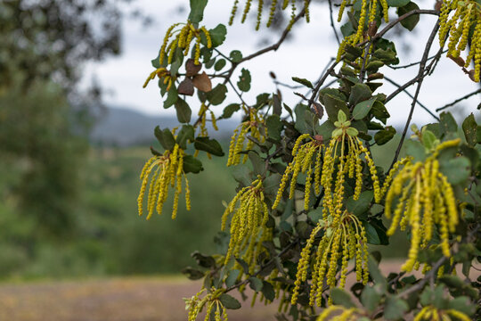 Hermosa rama de encina cubierta de Amento. Flor de la encina. 