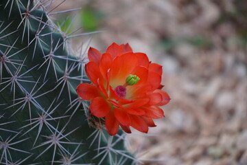 pretty bright red cactus flower opening its huge shiny petals on a spiky plant in the desert © gnes