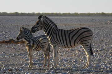 Fototapeta na wymiar Zebras (Equus quagga) am Wasserloch Gemsbokvlakte im Etoscha Nationalpark in Namibia. 
