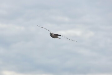 A seagull bird soars against the background of a bright blue sky with clouds.