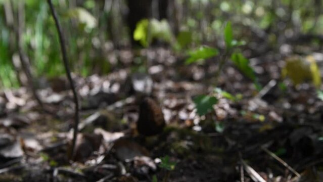 Soft focus. Camera moves towards black morel (or morchella) mushroom growing on fallen leaves in dark forest in the spring. Real time video. Mushroom hunting theme.