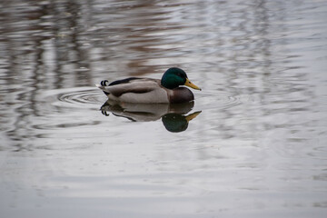 duck in the water pond