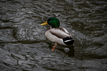 duck on the water pond