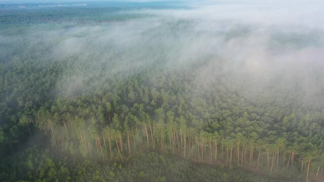 fog in the forest aerial footage	