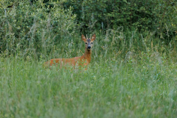 Roe buck in the grass. Roe deer at national park Veluwezoom.