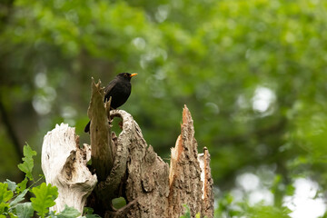 Common blackbird (Turdus merula) on a tree.