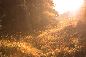 Autumn in the forest