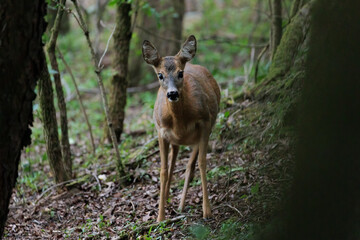 Curious roe deer standing in the forest at the Veluwe.