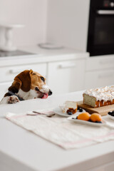 Beagle dog looks at beautiful and delicious desserts on the table. High quality photo
