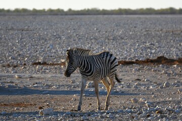 Fototapeta na wymiar Zebrafohlen (equus quagga) am Wasserloch Gemsbokvlakte) im Etoscha Nationalpark in Namibia.