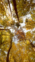 Variety crowns of the trees in the spring forest against the blue sky with the sun. Bottom view of the trees. High quality photo