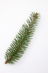 a branch of a Christmas tree on a white background