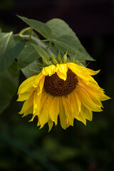 sunflower in the garden